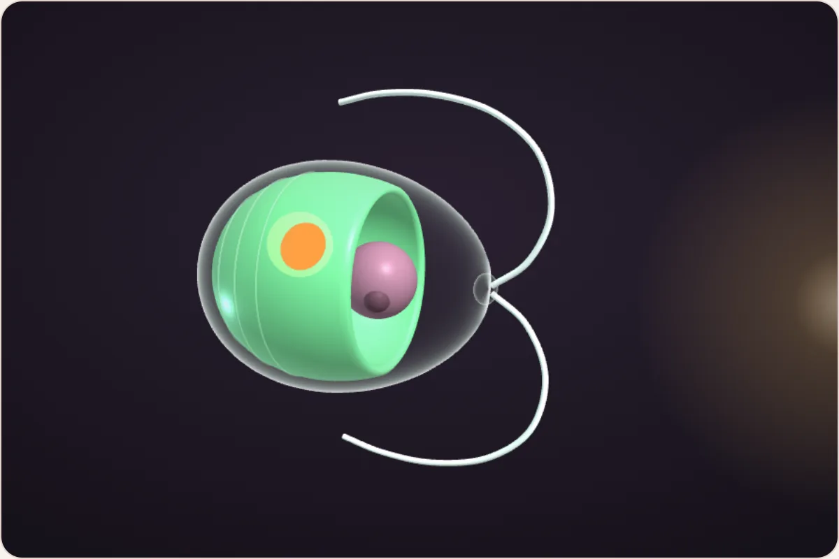 A 3D model of the one-celled alga Chlamydomonas: a see-through cell with a green cup inside, an orange eyespot and two long tails