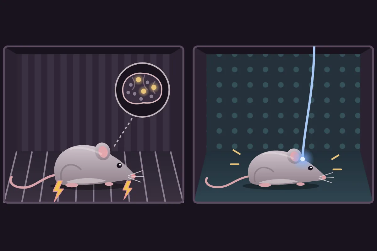 The fear-memory experiment: a mouse gets a mild shock in a striped box; later, in a safe spotted box, blue light on a few brain cells makes it freeze